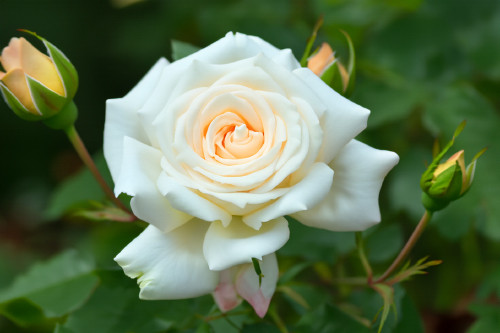 Eine weiße Rose - total fetzig arrangiert - Hannah