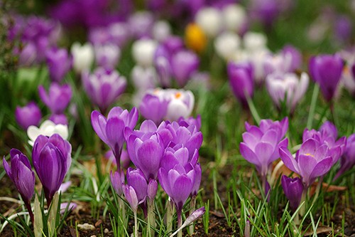 Tulpen aus Amsterdam - MG Andy