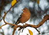 On The Wings Of A Silverbird - Engelbert