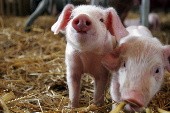 Du mußt ein Schwein sein - Die Prinzen