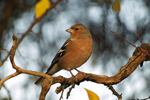 Wo kleiner Vogel ist dein Nest - Karel Gott