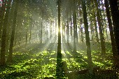 Im Wald und auf der Heide - Heino