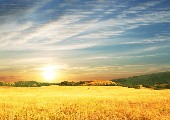 Ein Bett im Kornfeld - Popkrainer