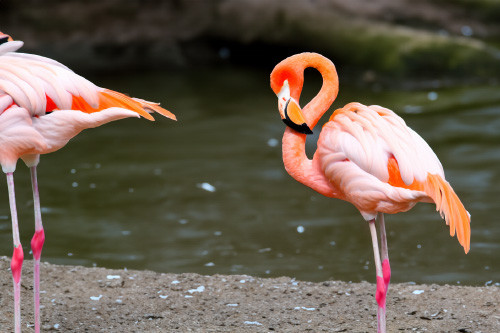 Die letzten Flamingos - RhumbAndy