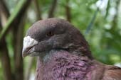 Auf die Vogelwiese - Partymix - Wälderblut