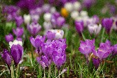 Frühling in Oberkrain - Oberkrainer