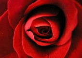 Rosen sind Boten der Liebe - Die Paldauer