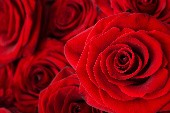 Ein Strauss roter Rosen - Ramonas