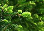 Im Wald im grünen Wald - Heino