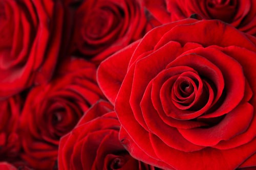 Drei rote Rosen - Fantasy