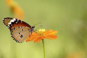 Aus Tränen wird ein Schmetterling - Nockalm Quintett