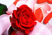Une rose pour Sandra - Jimmy Frey