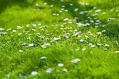 Strohblumen - Tom Astor