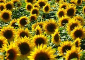 Sunflower - Glen Campell