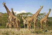 Ne Besuch im Zoo - Lotti Krekel / Willi Millowitsch