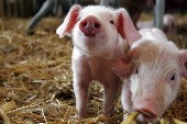 120 Schweine nach Beirut - Mike Krüger