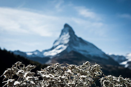 Ein kleines Edelweiss - Die Bergadler