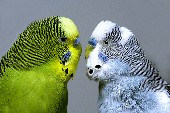 Der Kanarienvogel - James Last
