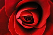 Sieben Rosen sieben Tränen - Frans Bauer
