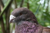 Frei wie ein Vogel im Wind - Die Klostertaler